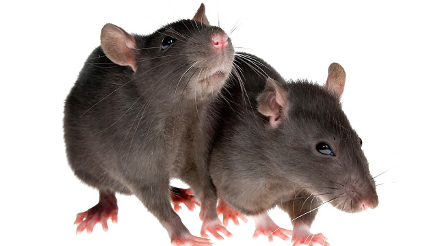 kisspng-rodent-mouse-brown-rat-black-rat-pest-control-rat-png-image-transparent-png-arts-5ba373fa12f7c3.5551765715374387140777