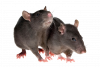 kisspng-rodent-mouse-brown-rat-black-rat-pest-control-rat-png-image-transparent-png-arts-5ba373fa12f7c3.5551765715374387140777